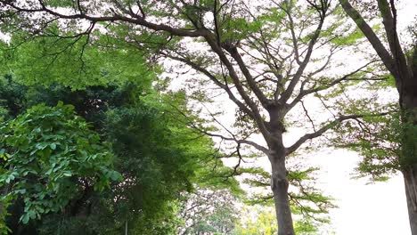 person jogging through a lush green park