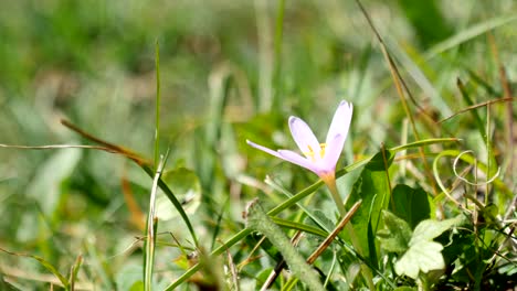 Crocus-flowers-in-high-mountains-in-the-Alps