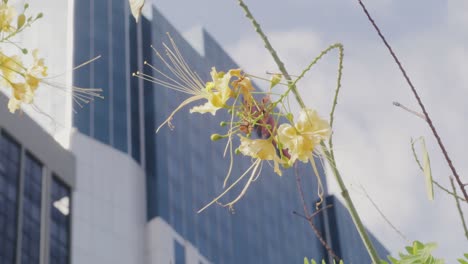 blooming yellow flowers on background of office building