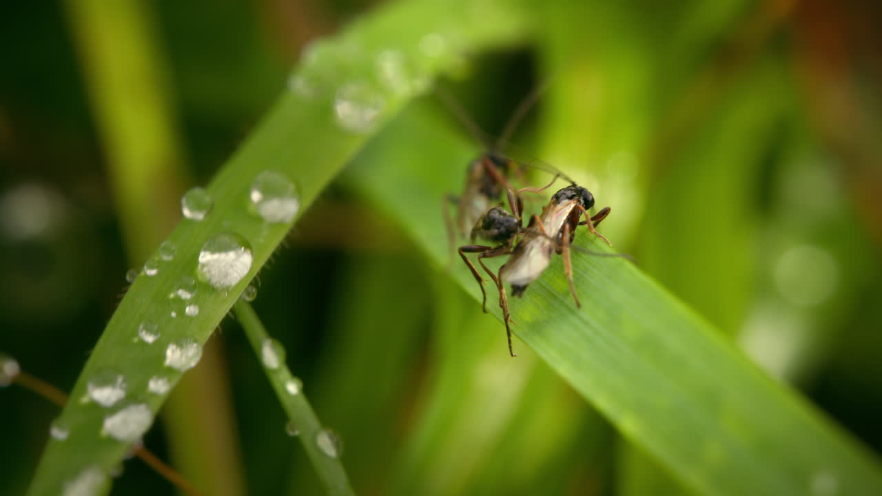 Macro view of parasitic wasps on leaf in nature. Cotesia congregata, Hornworm parasitic wasp. Broconidae.