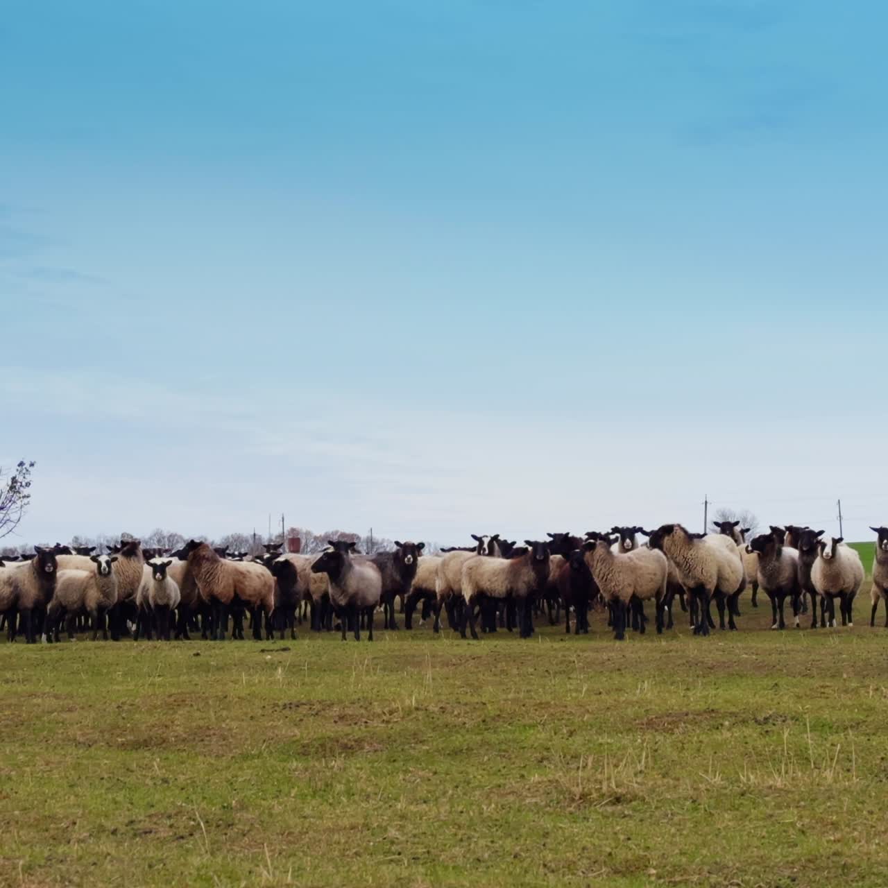 Rebaño de ovejas de cara negra que se acercan en el campo. El pequeño ganado se detiene de repente y mira a la cámara.