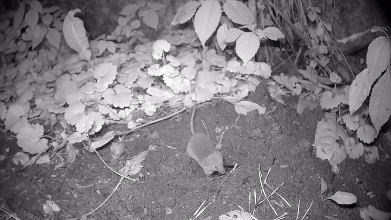 Common shrew (Sorex araneus) briefly examines a European mole burrow. Estonia