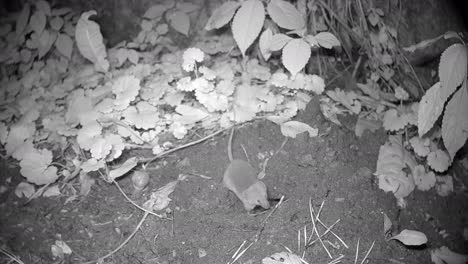 common shrew (sorex araneus) briefly examines a european mole burrow. estonia