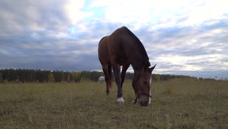 the horses on the autumn meadow