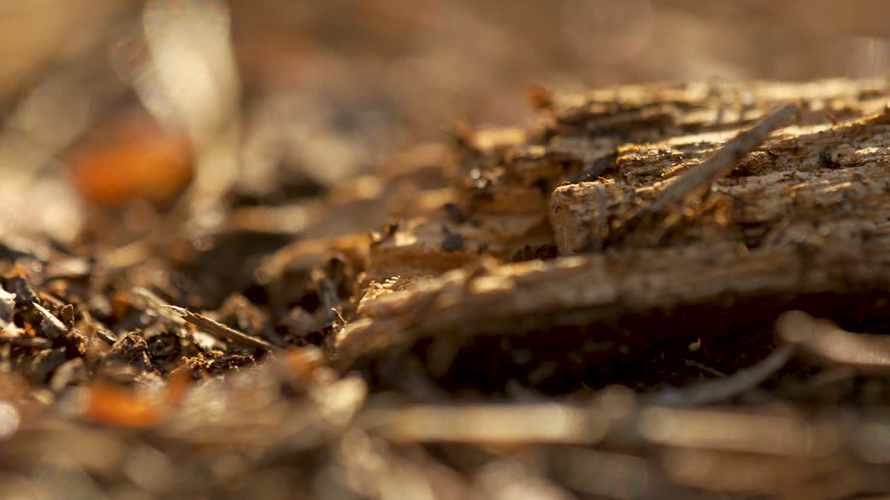 close-up shot of what appears to be wood or bark with detailed textures and visible organic debris