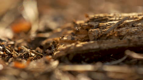 close-up-shot-of-what-appears-to-be-wood-or-bark-with-detailed-textures-and-visible-organic-debris