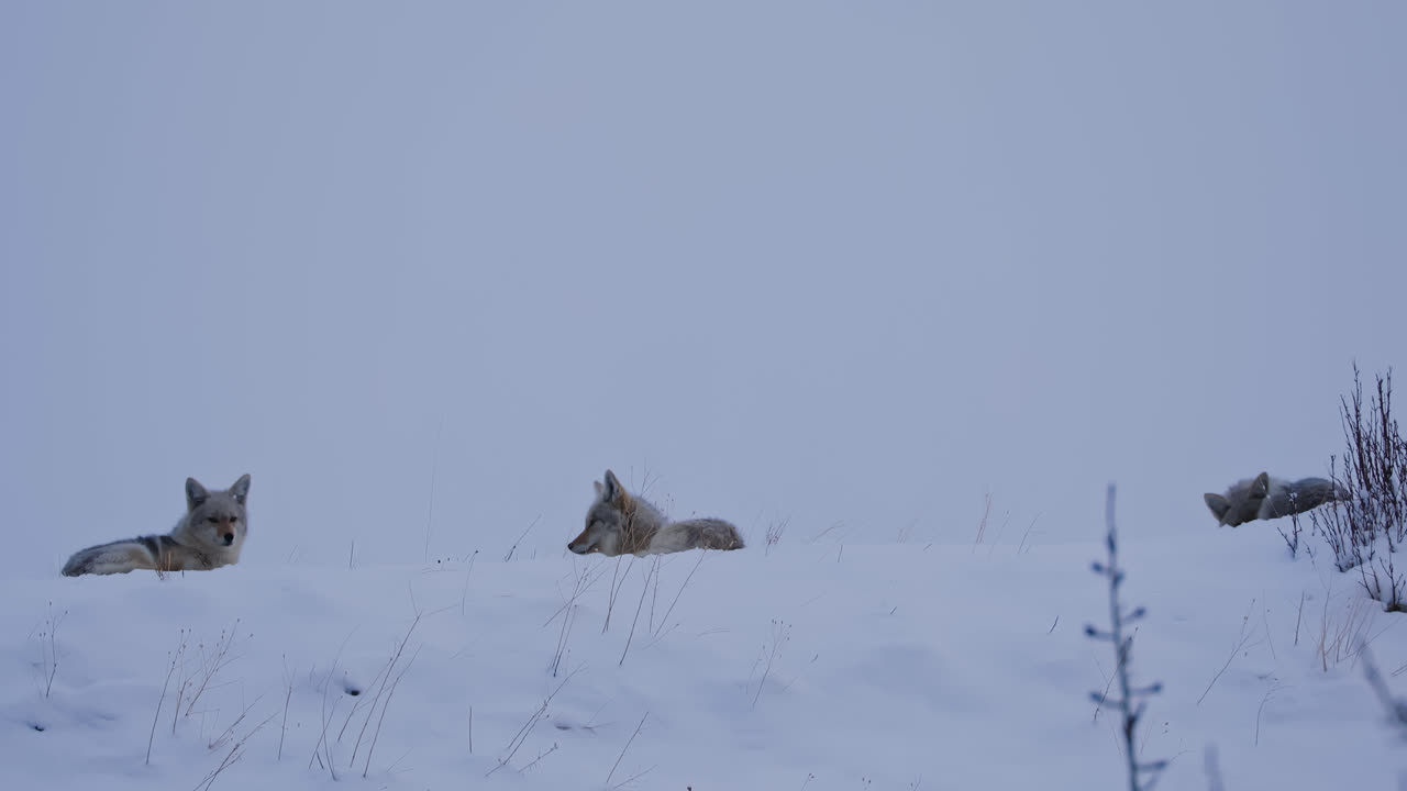 Coyotes Resting In Snow, Alberta, Canada - Wide Shot