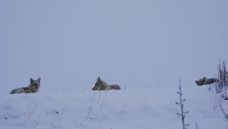 coyotes resting in snow, alberta, canada - wide shot