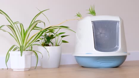 Indoor plants and a cat litter box