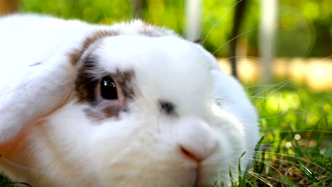 close up of fluffy white rabbit, 4k