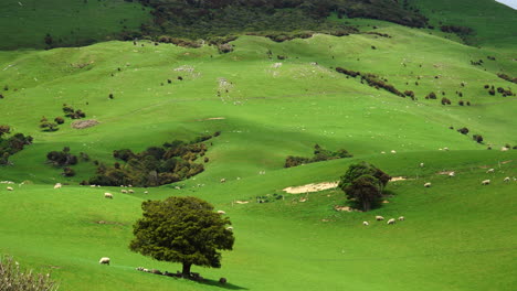 Rural-hill-scenery,-cloud-shadows-passing-by,-cattle-grazing,-New-Zealand