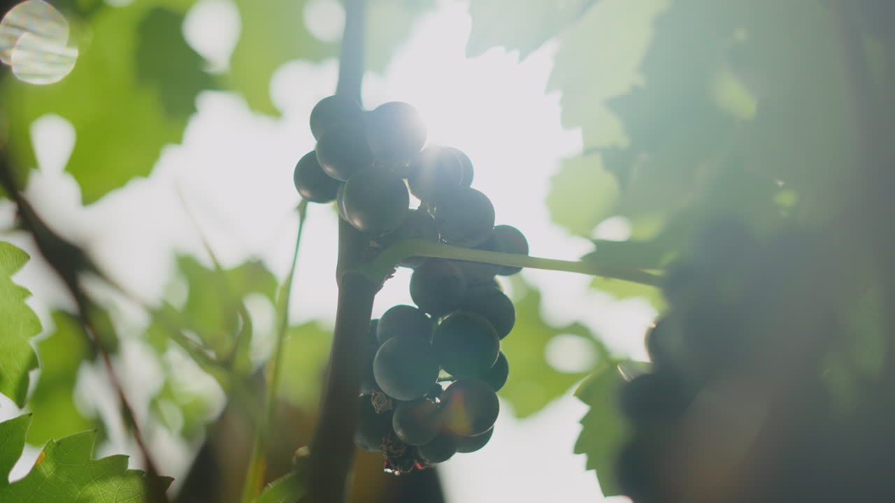 Bunches of Grapes on the Vine