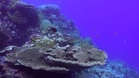 red sea coral reef with big table coral