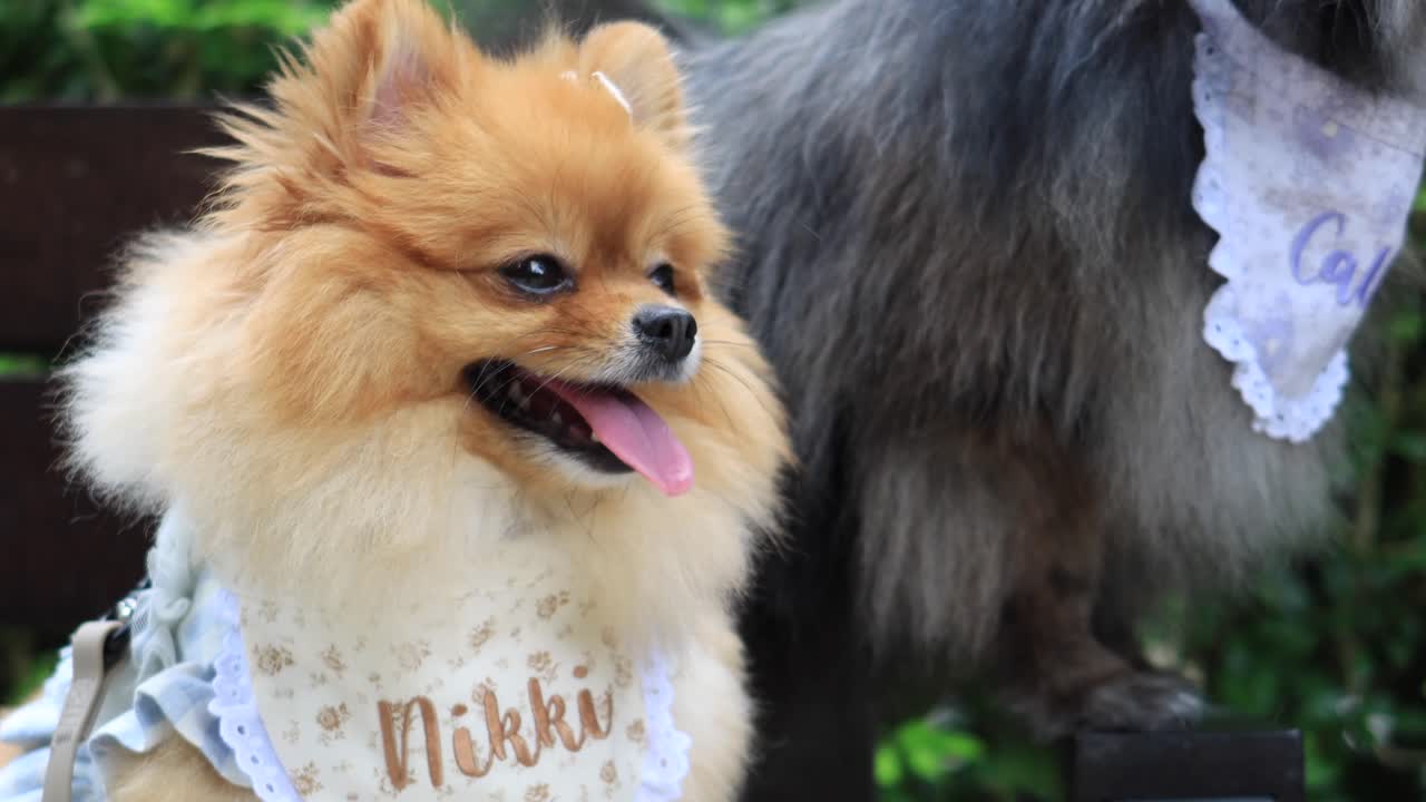 공원 에 있는 두 마리 의 개