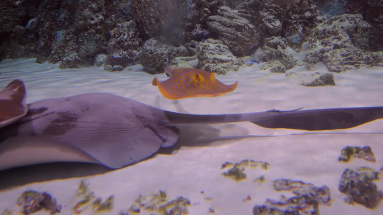 rayas bajo el agua. las rayas son un grupo de rayas marinas, que son peces cartilaginosos relacionados con los tiburones.
