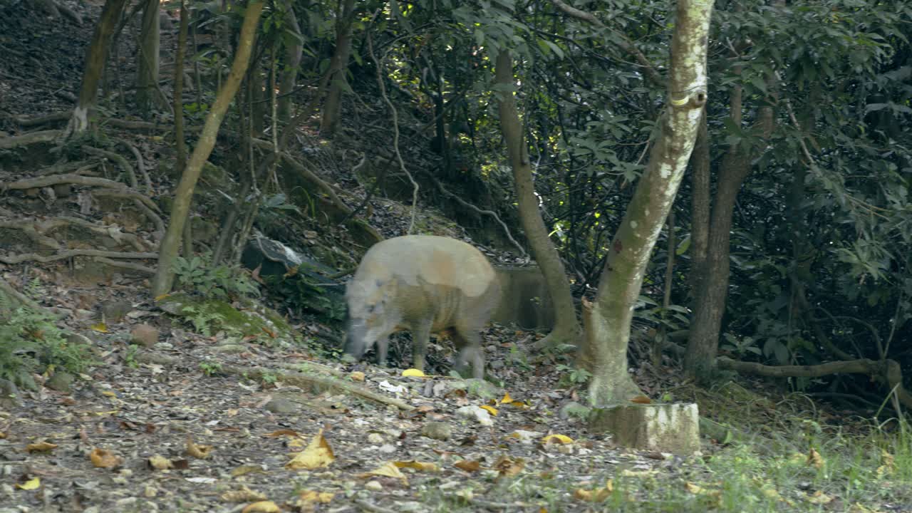 Cinghiale che cerca un posto per sdraiarsi e riposare durante il giorno nella foresta