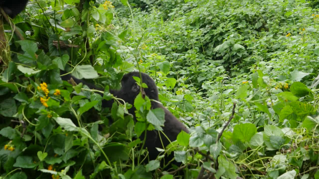 A close-up 4K gimbal shot of endangered young mountain gorilla siblings, living among their natural jungle habitat, Bwindi Impenetrable Forest National Park of Uganda, Africa