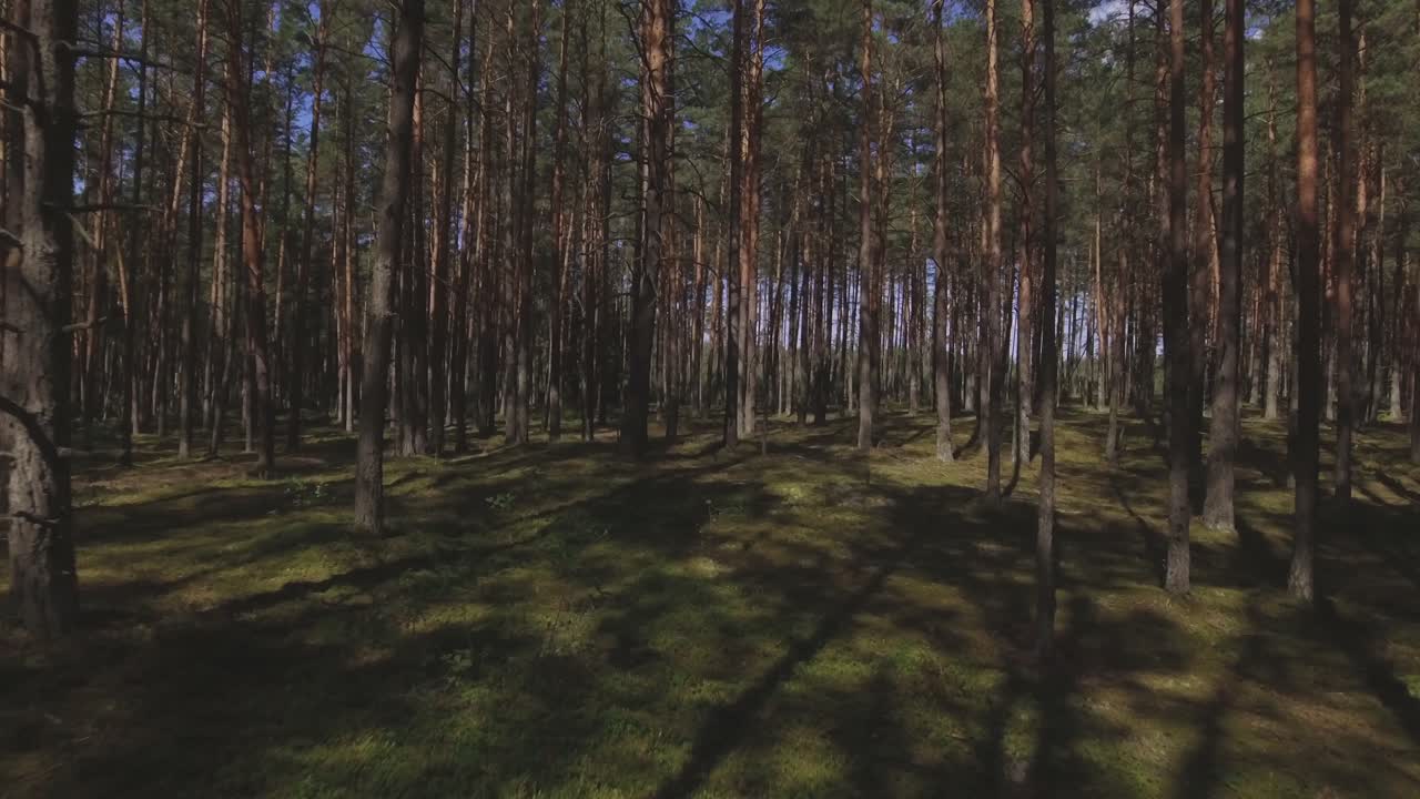 Foresta di conifere muschiosa in una giornata estiva soleggiata. Dolly-in aereo dal basso