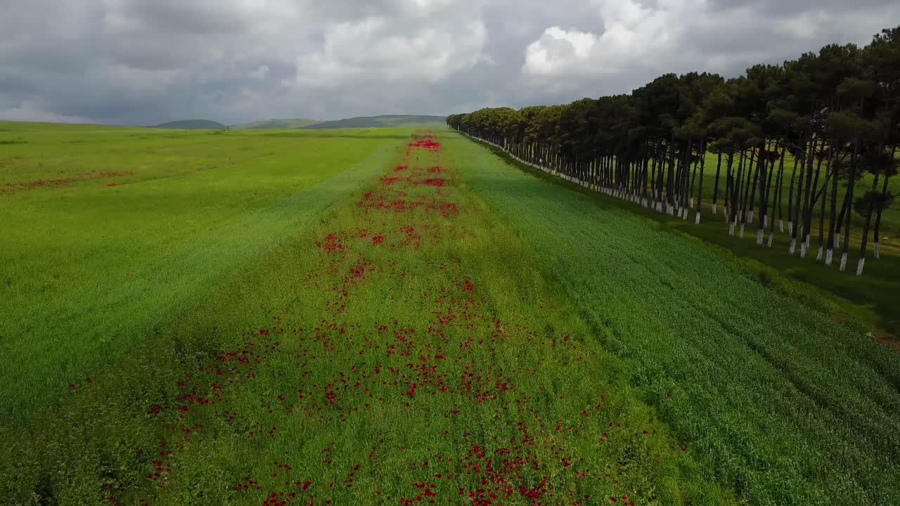 Netherlands tulip garden in Holland Azerbaijan Baku in view of green grass field and row of pine trees and mountains and clouds landscape in background in rising fly with drone shot birds eye