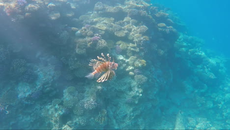 Fish-Lionfish---Dangerous-Creatures-In-The-Red-Sea