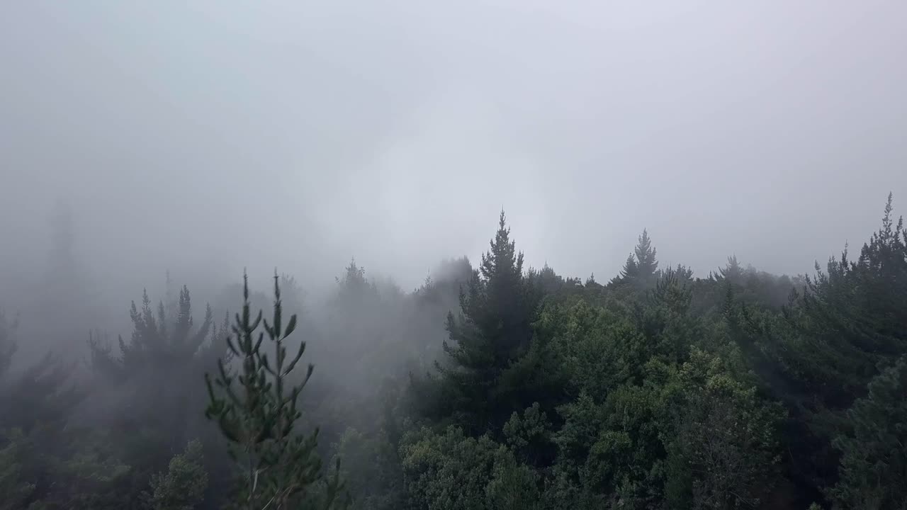 하와이 의 마우이 지방 의 안개 가 가득 한 스카이 라인 을 내려다보는 소나무 지붕 위 를 날아다니는 공중 도리