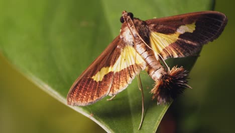 male brown snout moth funny coremata hairy scent organ release pheromones during courtship, slider shot moth on leaf