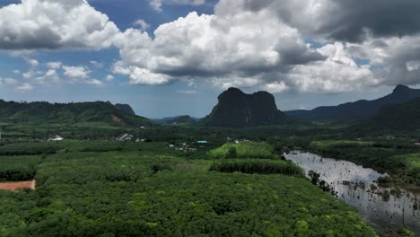 exuberante bosque de manglares en ao nang, distrito de mueang krabi, krabi, tailandia