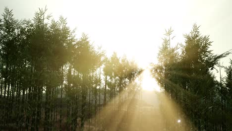 green bamboo forest in hills