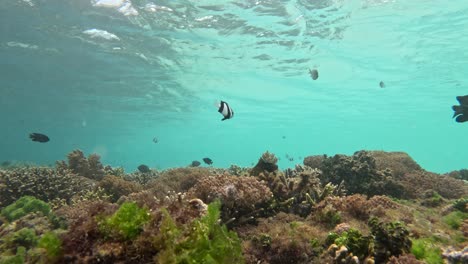 static shot of a shallow coral reef in indonesia