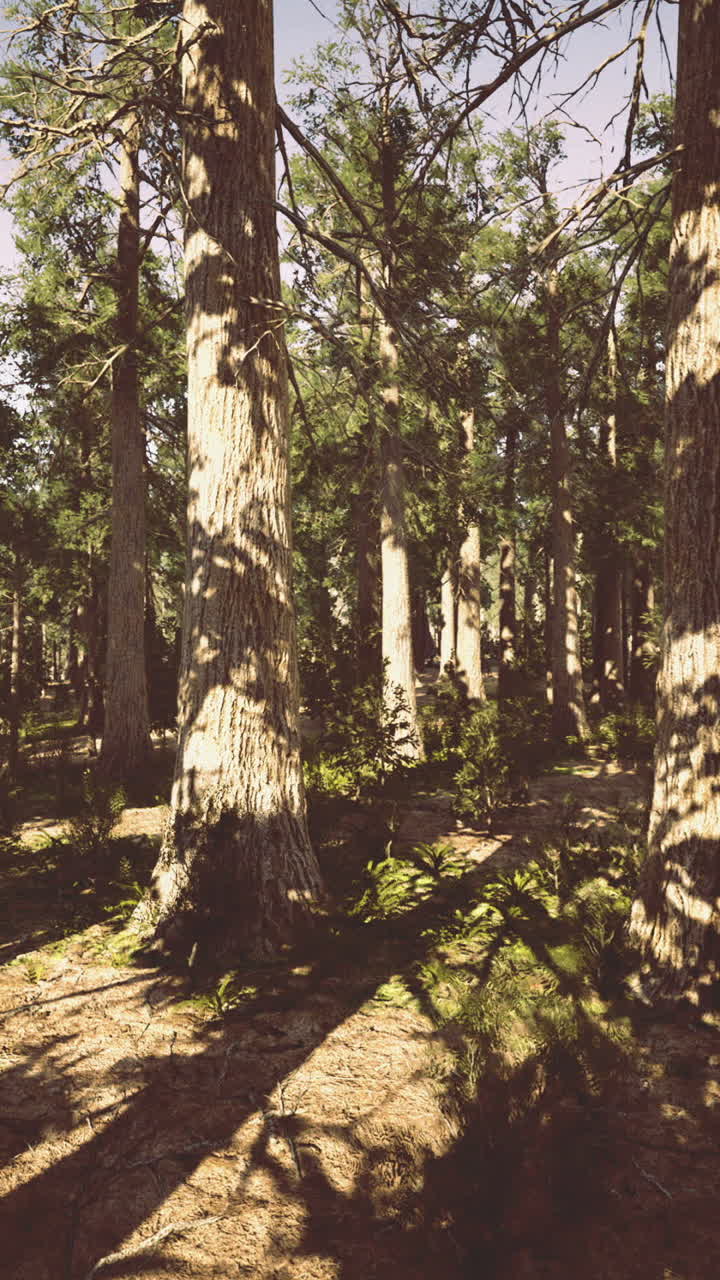 La luce del sole filtra attraverso una foresta tranquilla piena di alberi imponenti