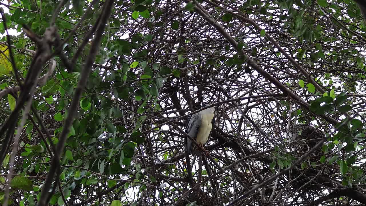 garza posada en un árbol, hanoi, vietnam