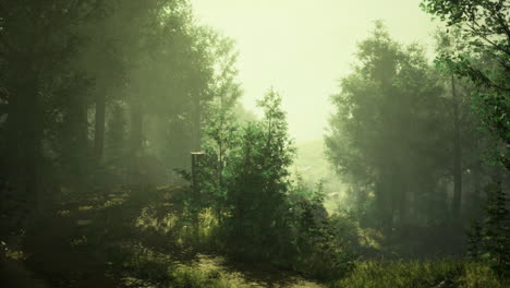misty forest path during early morning in a tranquil natural setting