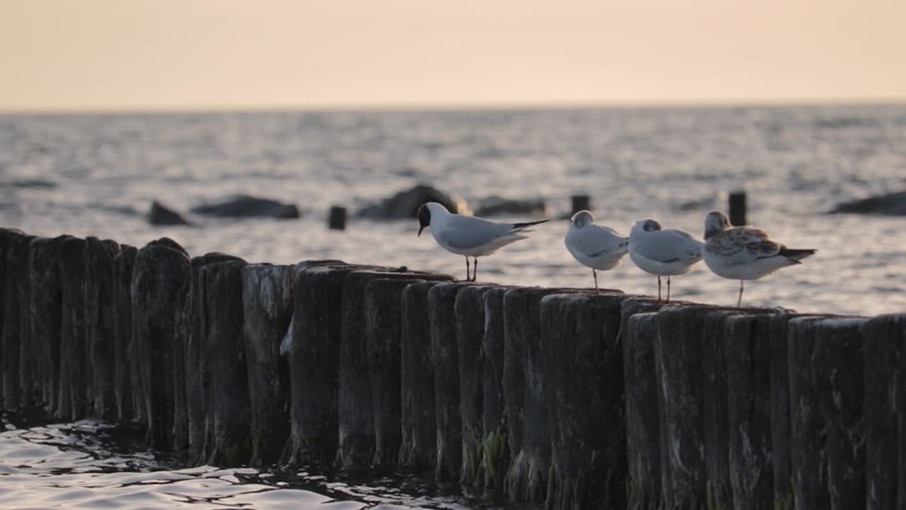 발트해에서 일몰을 즐기는 갈매기들을 구경하세요