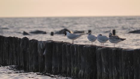 mira algunas gaviotas disfrutando de la puesta de sol en el mar báltico