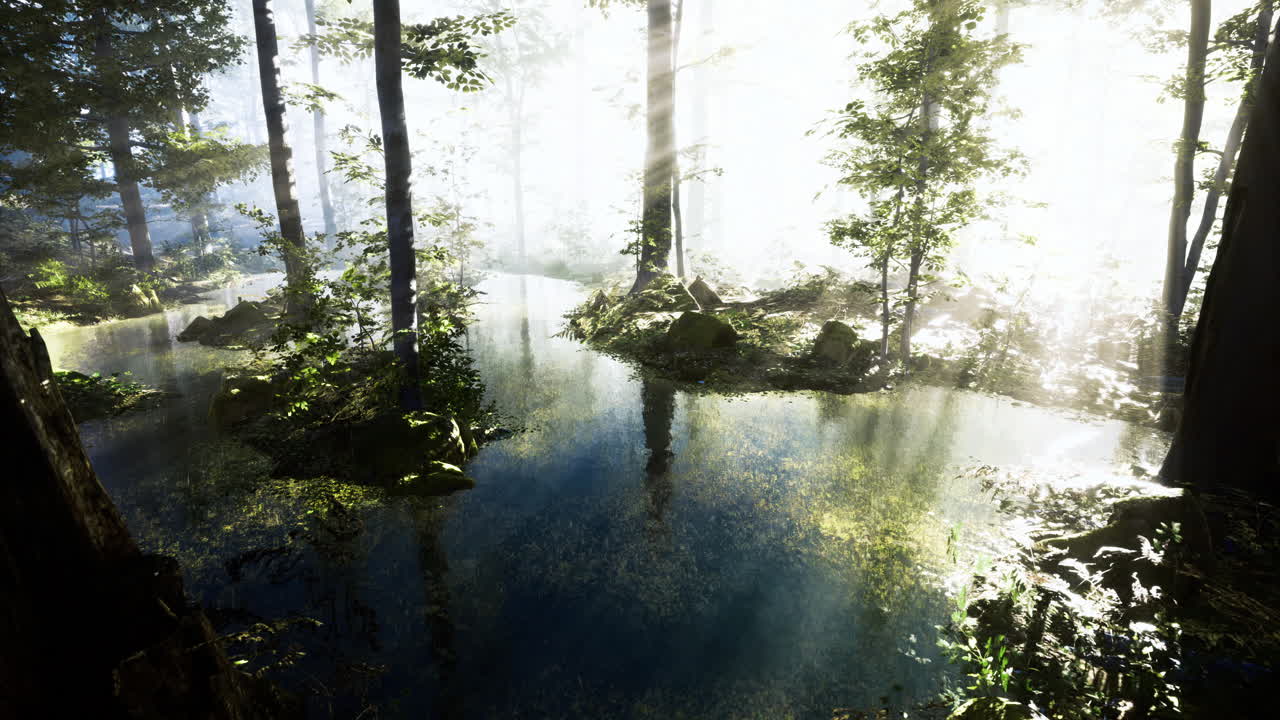 Misty forest reflects sunlight on tranquil water at dawn