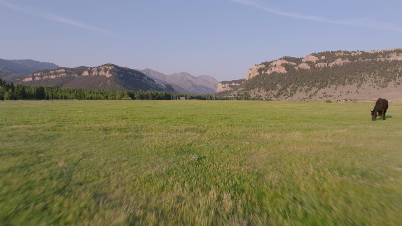 Horses grazing in a wide open green field with mountains in the background on a sunny day
