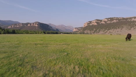 horses grazing in a wide open green field with mountains in the background on a sunny day