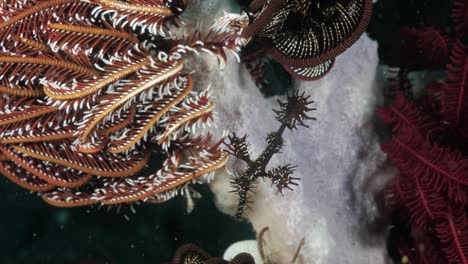 an ornate pipefish sways with the ocean current contrasted against the soft sponges and sea foliage