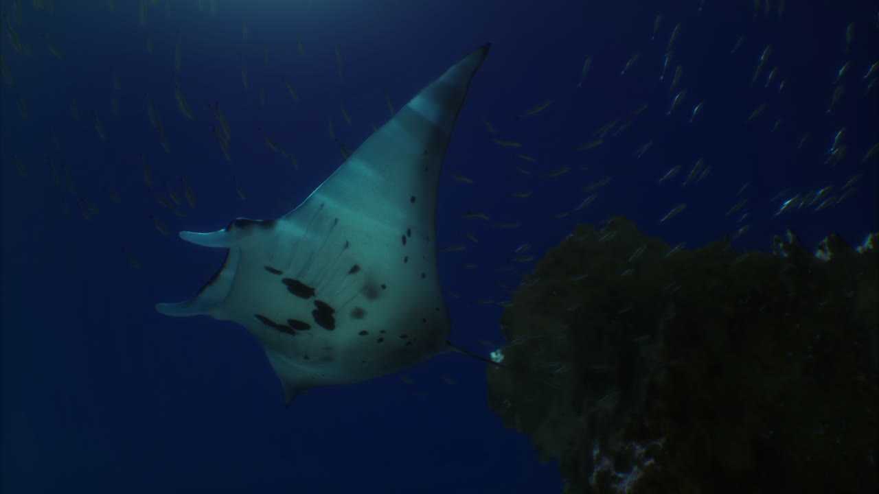Manta ray gliding gracefully beneath the surface of the ocean during daylight