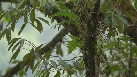 Pinzón-De-Cola-De-Alfiler-El-Pajarito-Vuela-Hacia-El-Nido