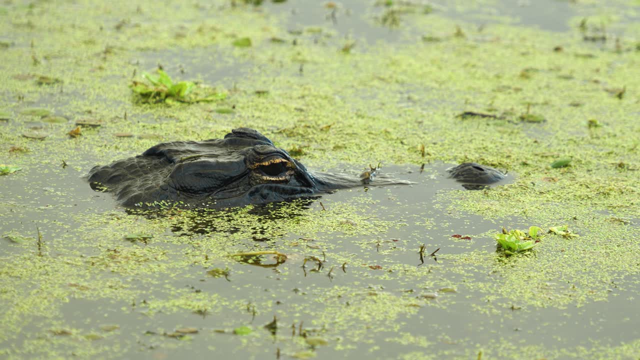 cerca de los ojos y el hocico del cocodrilo sobre el agua tranquila con algas, pantanos de florida 4k 60p