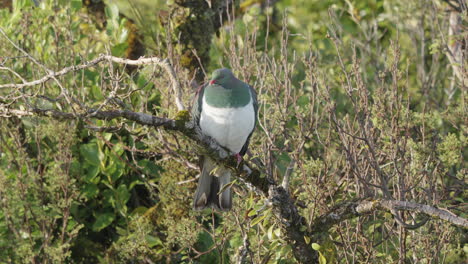 pájaro nativo con paloma de madera kereru cerca de la playa de neils, bahía de jackson, nueva zelanda