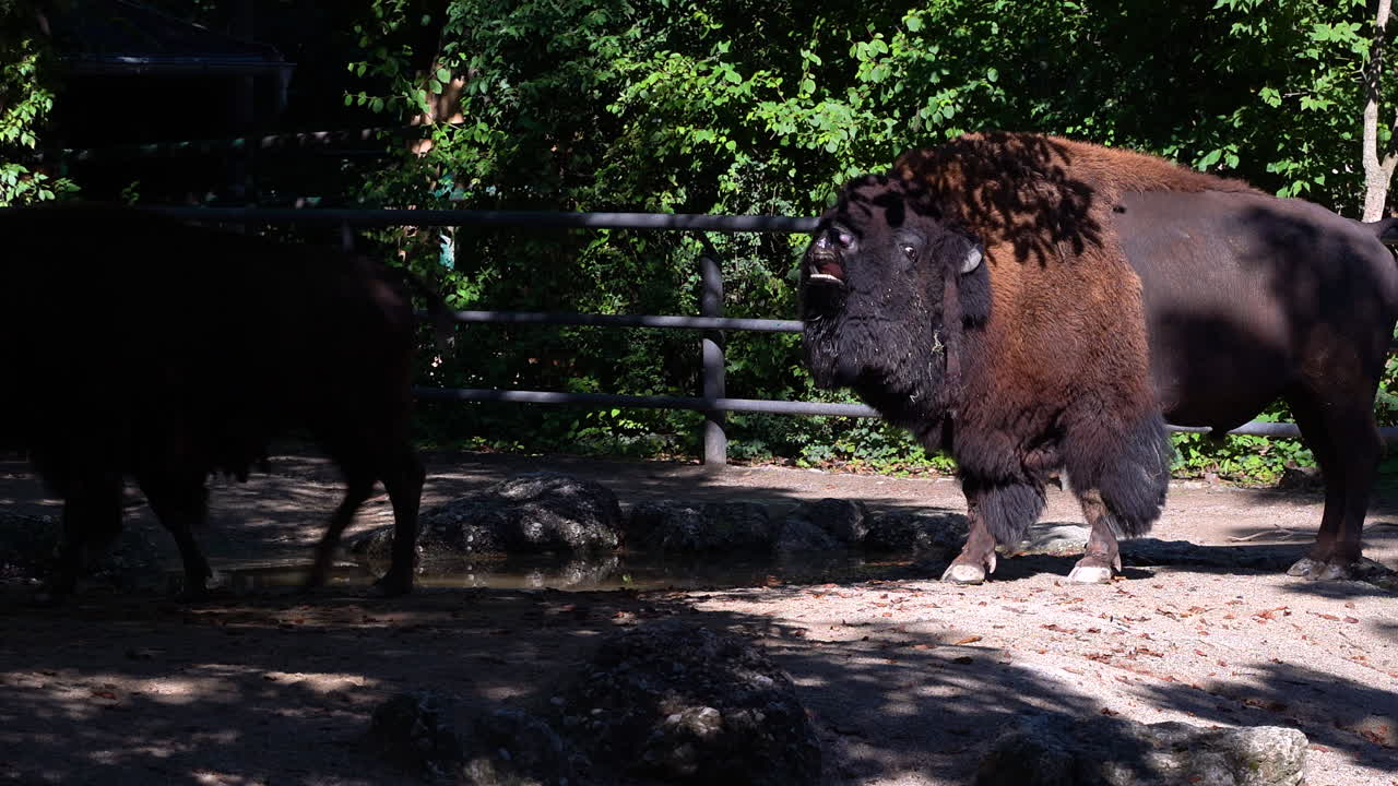 동물원 환경에서 여성의 오줌을 마시는 남성 버팔로