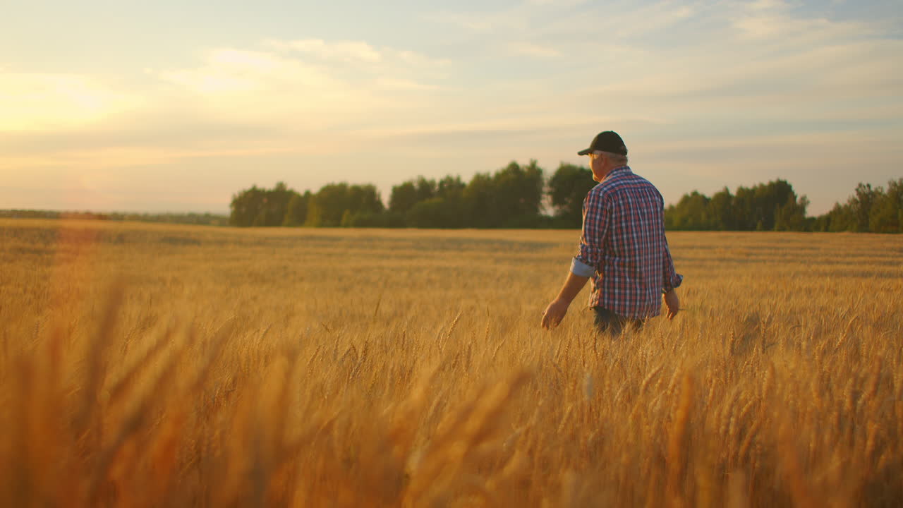viejo agricultor caminando por el campo de trigo al atardecer tocando las espigas de trigo con las manos - concepto de agricultura. brazo masculino moviéndose sobre el trigo maduro que crece en el prado.