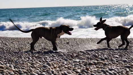 dogs playing on a rocky beach