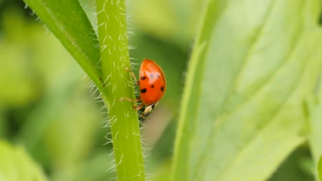 A-red-ladybug-crawls-down-a-hairy-green-plant,-macro-shot