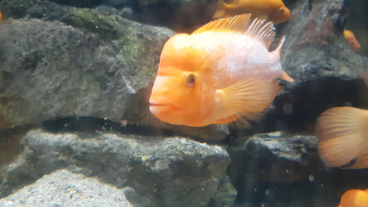 Red devil cichlid fish (Amphilophus labiatus) close up shoot