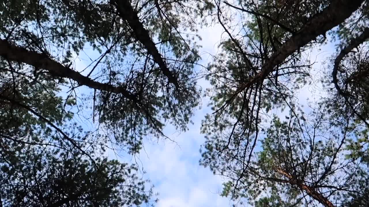 walking and looking up in pine forest