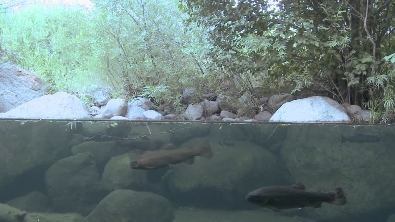 스트림에서 무지개 송어의 물 분할 수준 샷