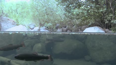 Water-split-level-shot-of-rainbow-trout-in-stream